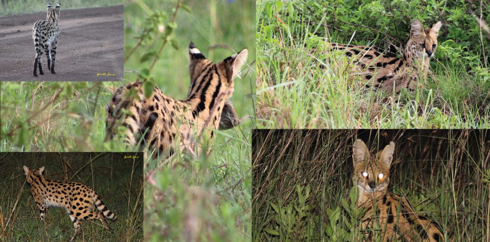 SECRETIVE SERVAL CATS - Article by Gareth Jones