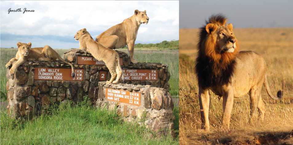 Nairobi's Struggling Lions - Article by Gareth Jones