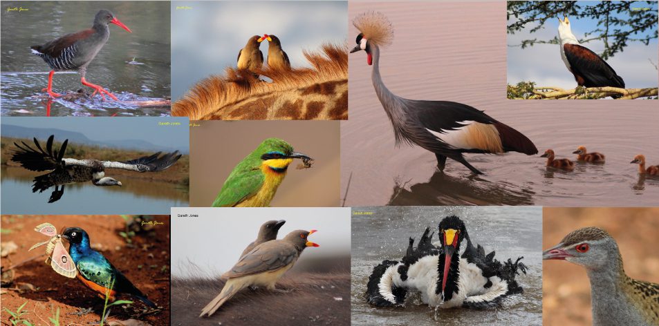 Our Fantastic Feathered Friends - Article by Gareth Jones