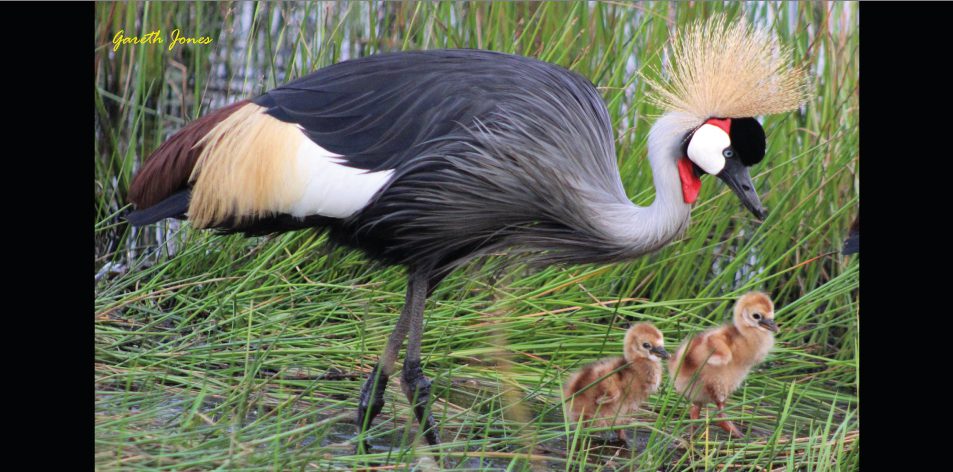 Nairobi's Royal Birds - Article by Gareth Jones