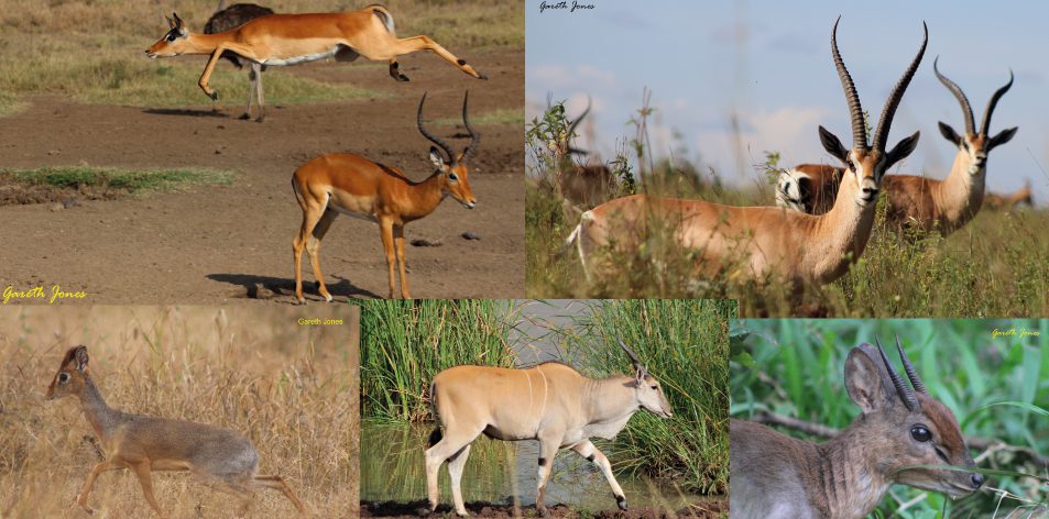 The Unique African Antelope - Article by Gareth Jones