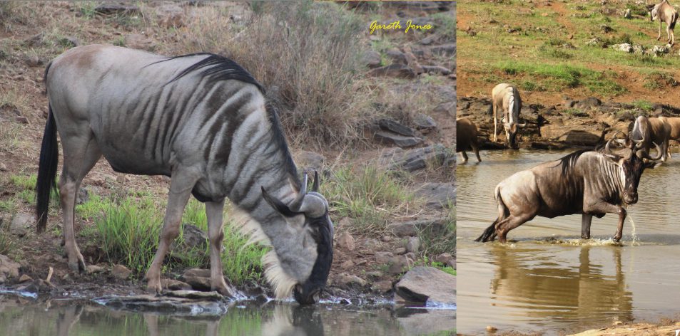 Good Gnus From Nairobi National Park - Article by Gareth Jones