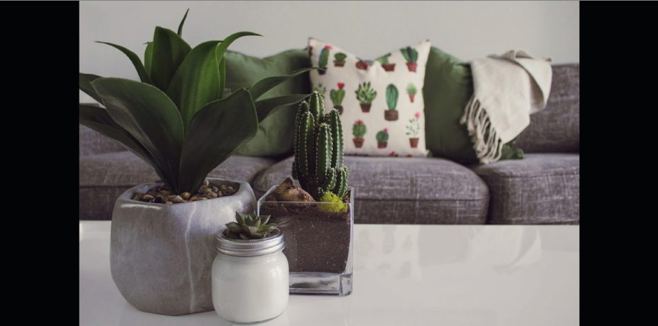 5 Indoor Garden Ideas For Small Spaces - H&S Homes & Gardens