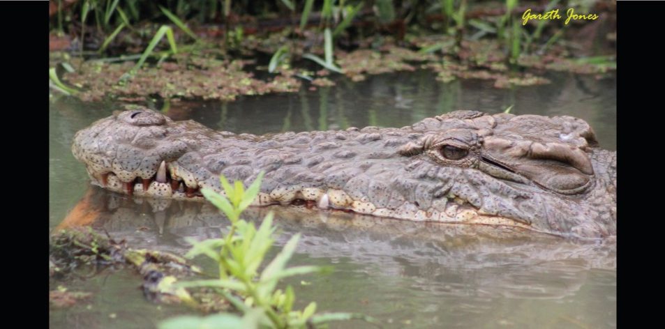 The Nairobi Crocodiles - Article by Gareth Jones