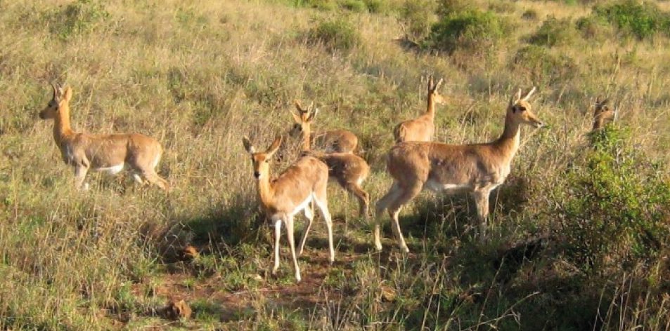 Reedbuck- The African Antelope! - Article by Gareth Jones