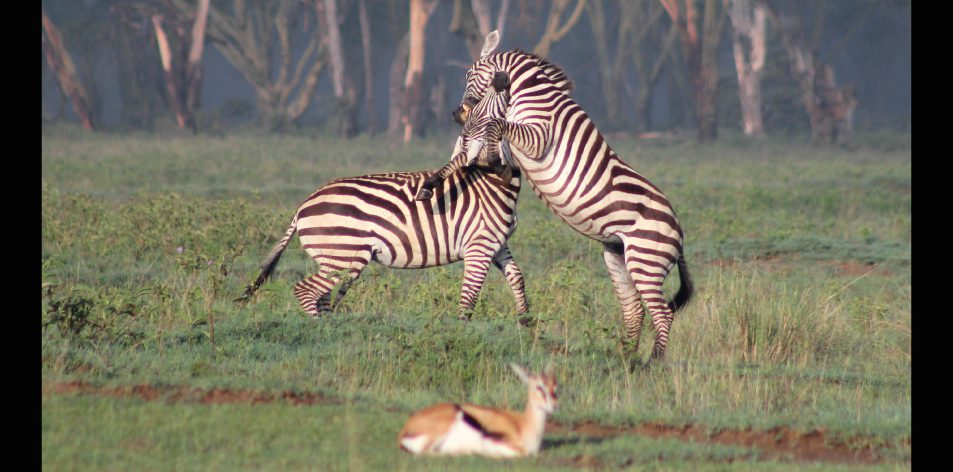 Lake Nakuru National Park