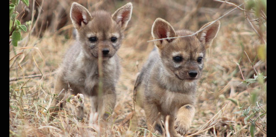 packs and pups