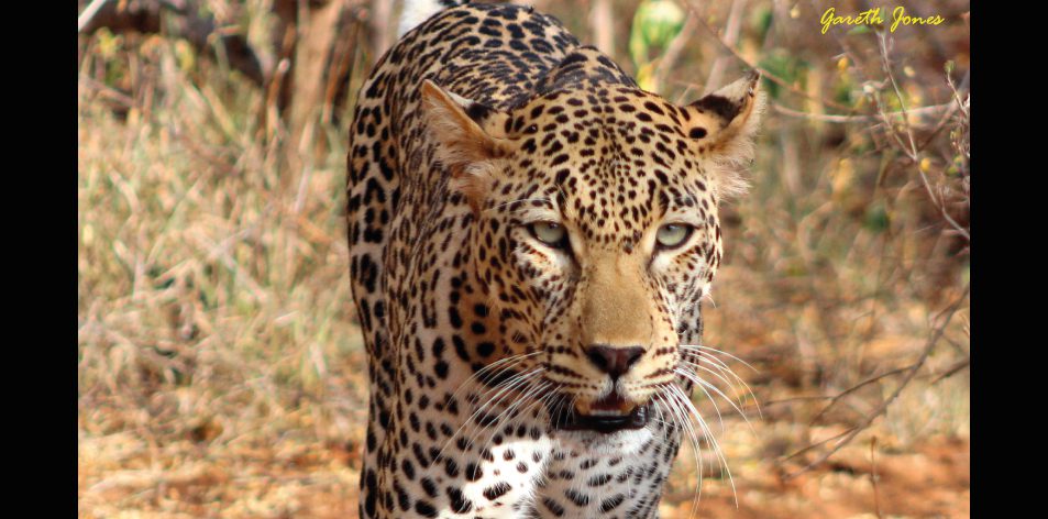 Tsavo West National Park