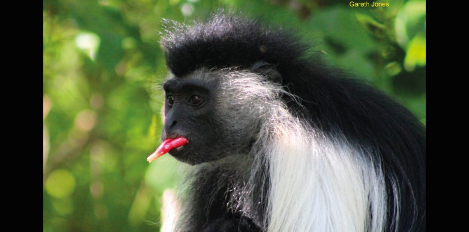 colobus monkeys