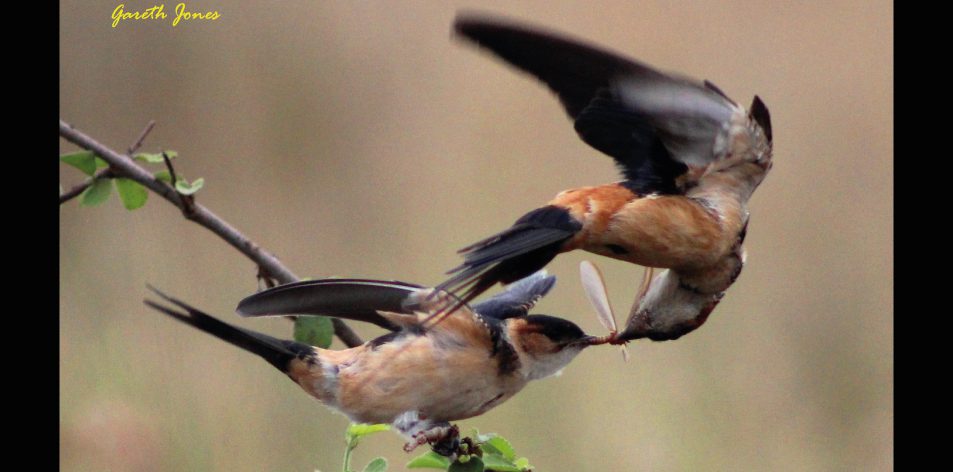 flight feeding frenzy