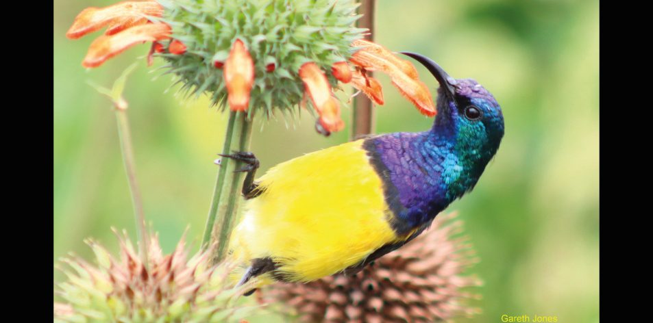 sunbird