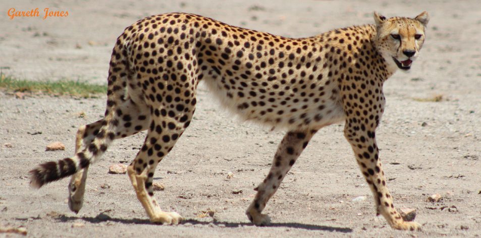 cheetah