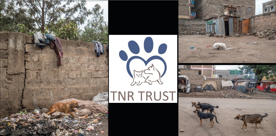 TNR Trust- The Looming Dog/Cat Problem