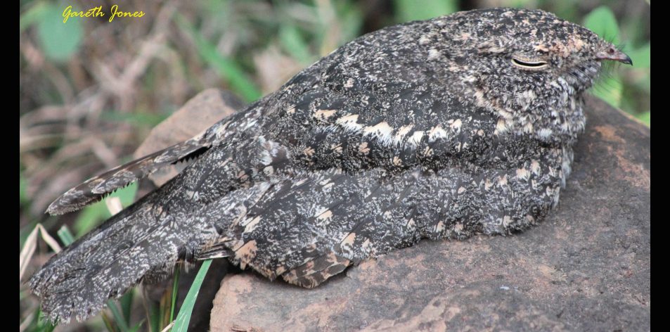 nightjar