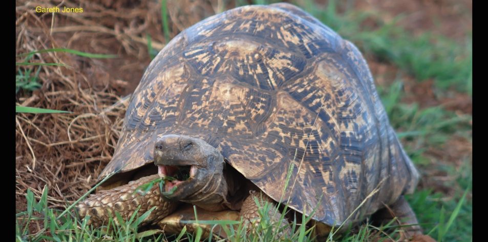 tortoises & terrapins