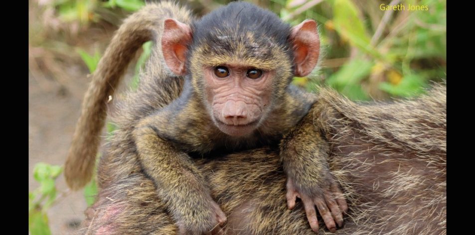 baby baboons