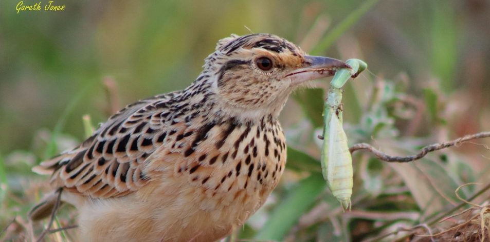 Lark Kills Mantis