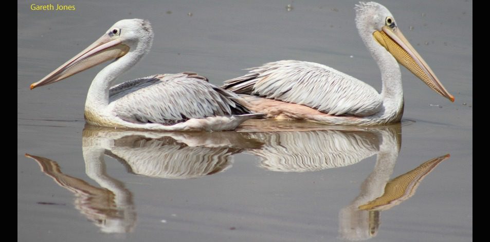 pelicans