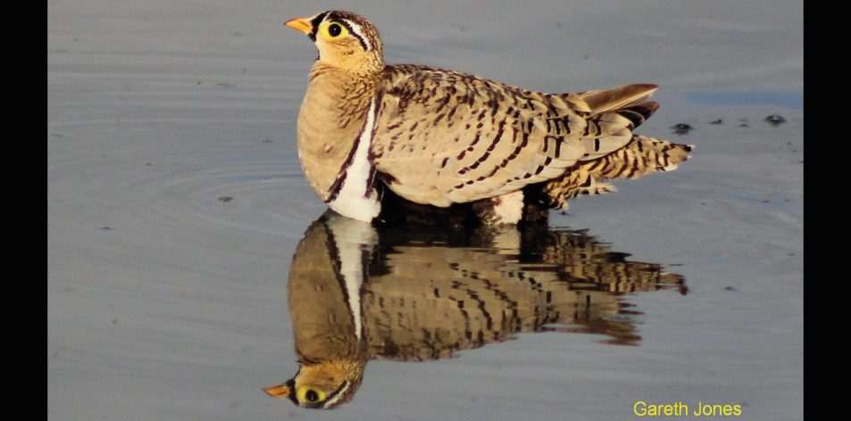 sandgrouse