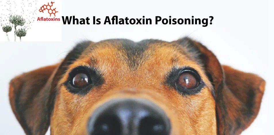 aflatoxin