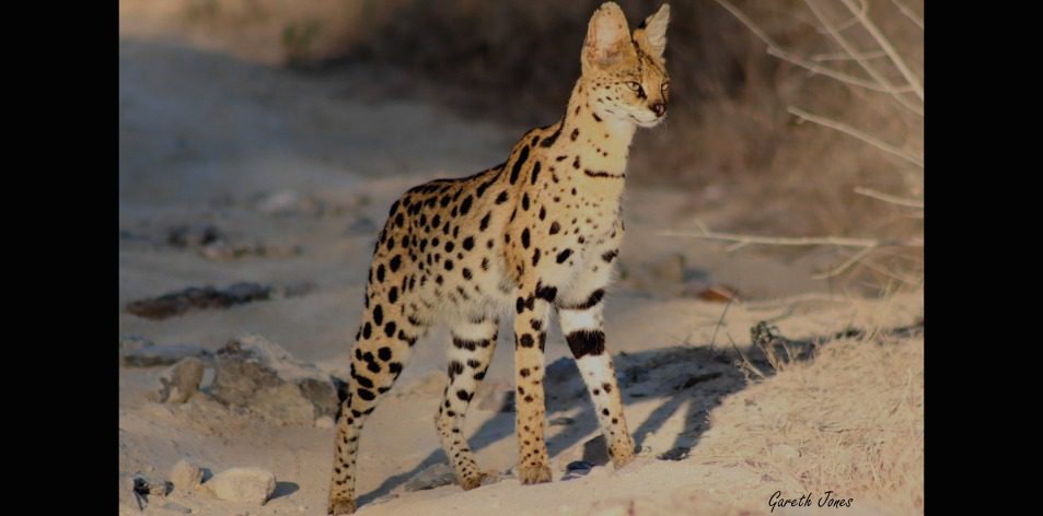 The Sosian Serval