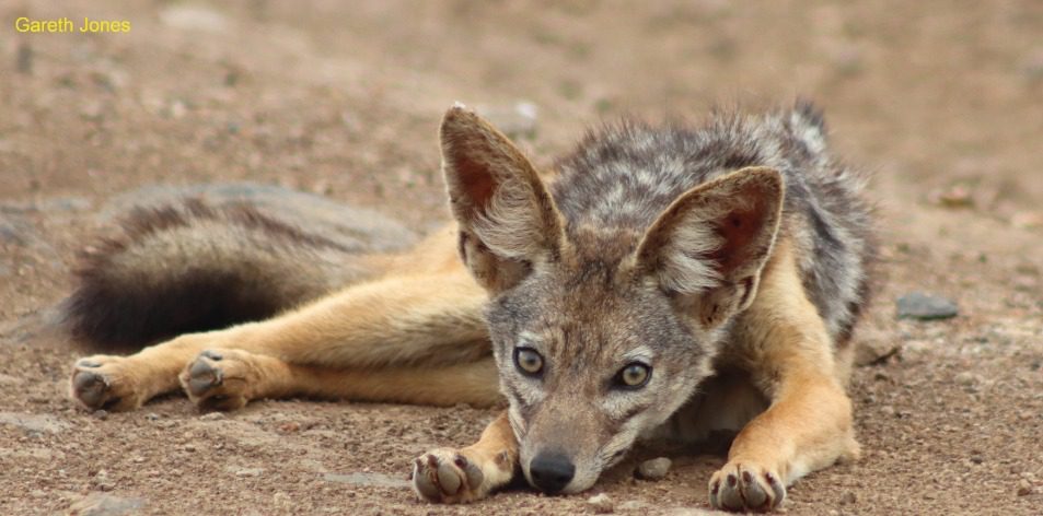 Athi Basin Jackals