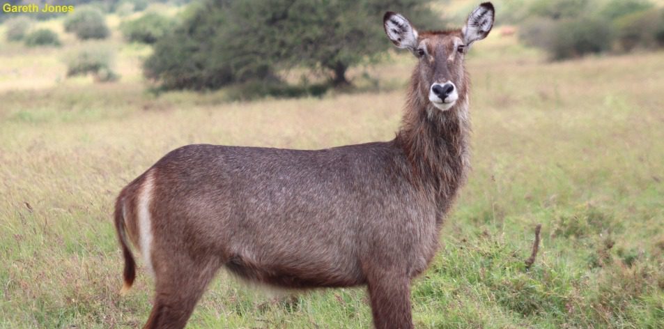 hybrid waterbuck