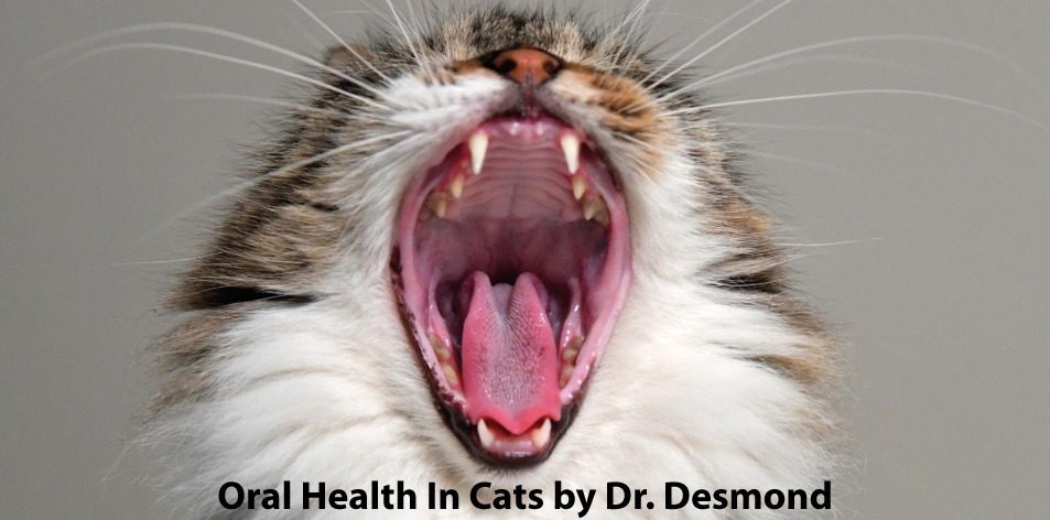 oral health in cats