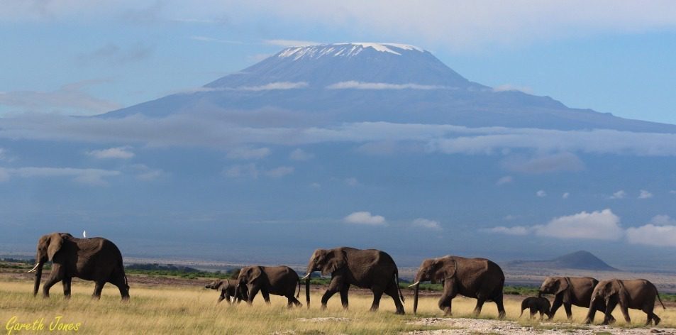 Kenya's Elephants