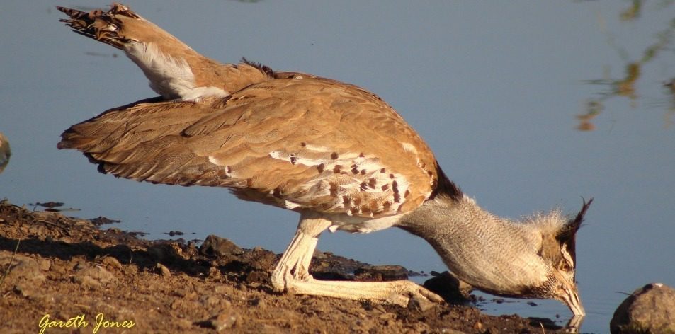 Largest Flying Bird