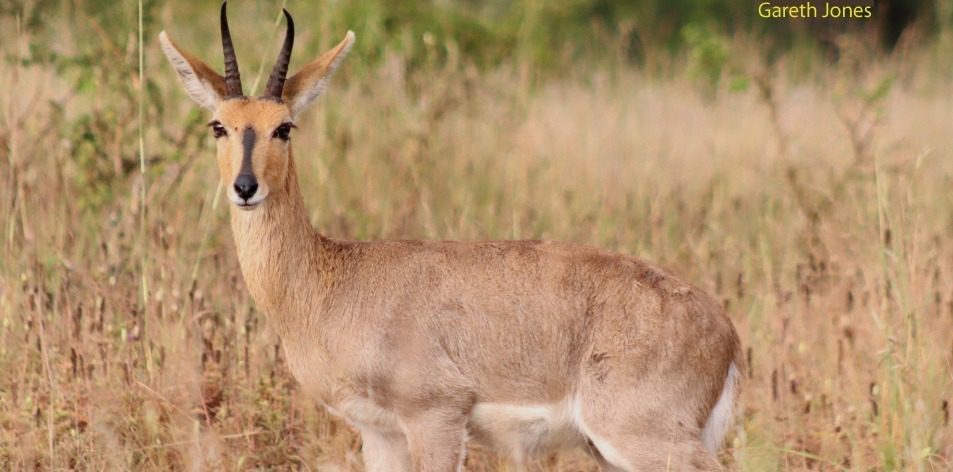 mountain reedbuck