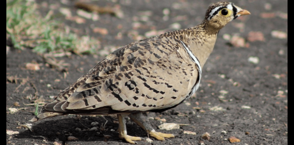 The Sandgrouse Safari!!!- Article by Gareth Jones