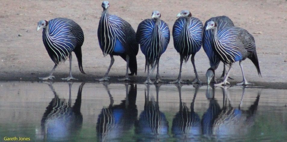 guineafowl