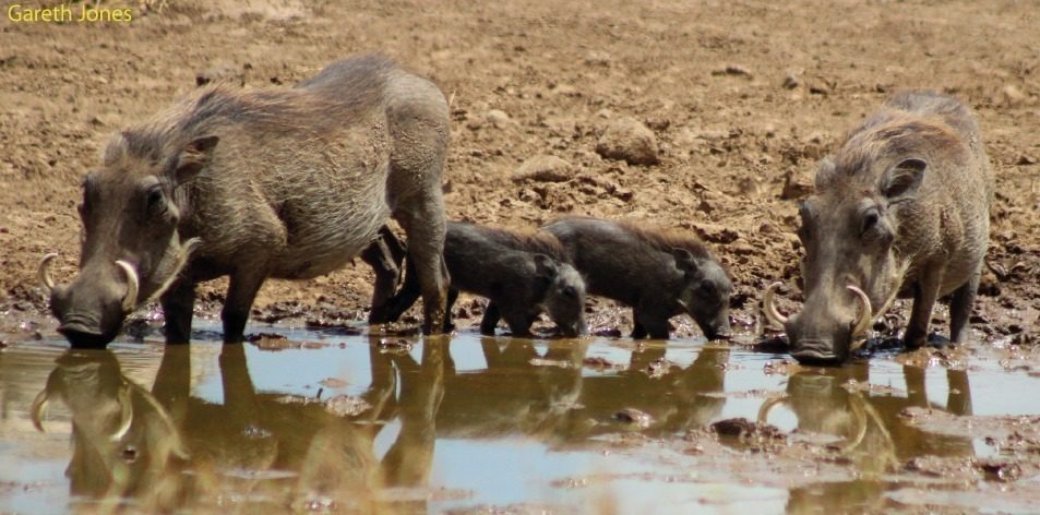 the warty wallow