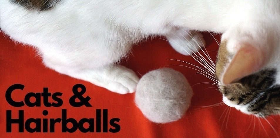 cat hairballs