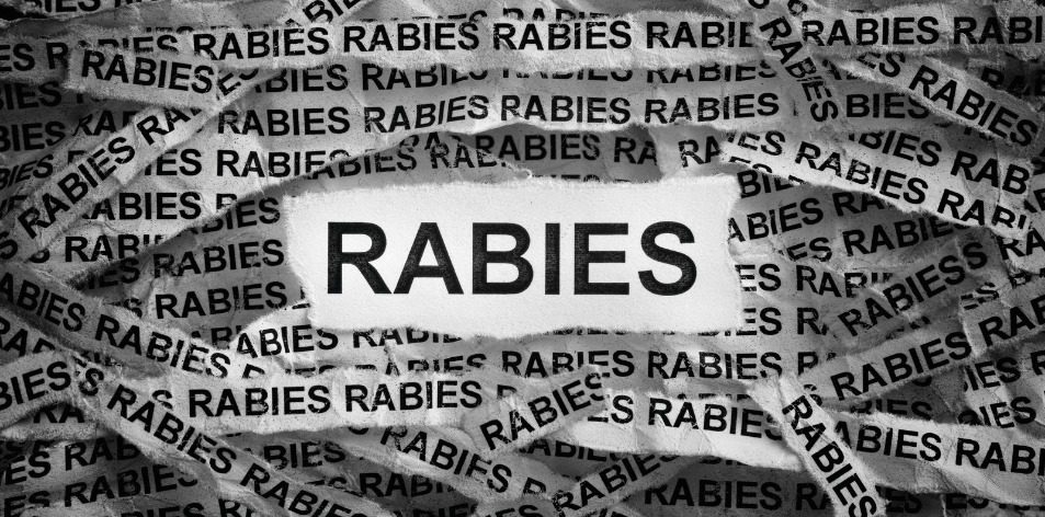 rabies