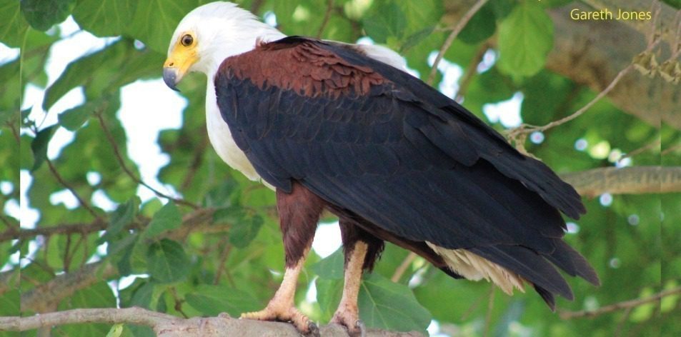 African Fish Eagle