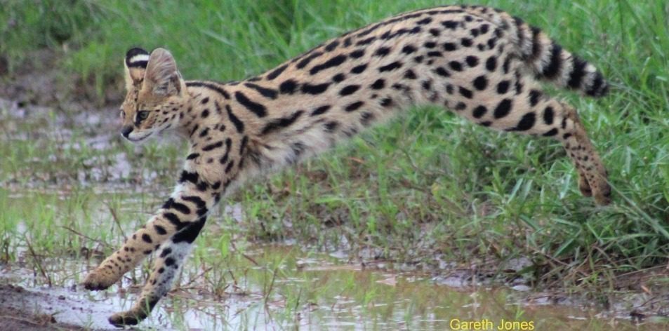 The Speckletacular cats