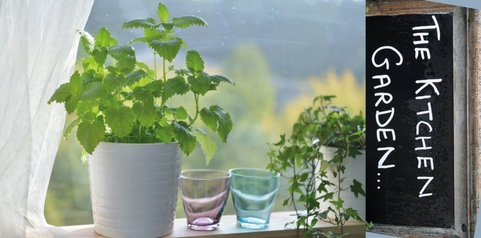 kitchen garden