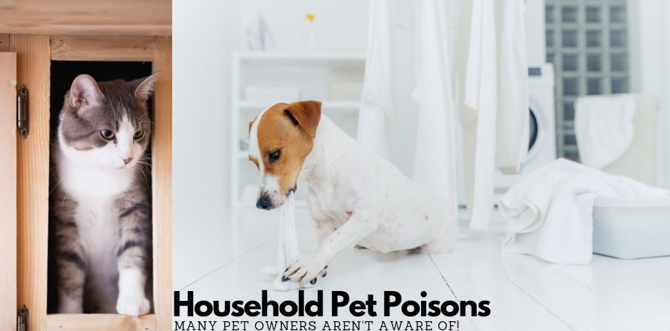 household pet poisons