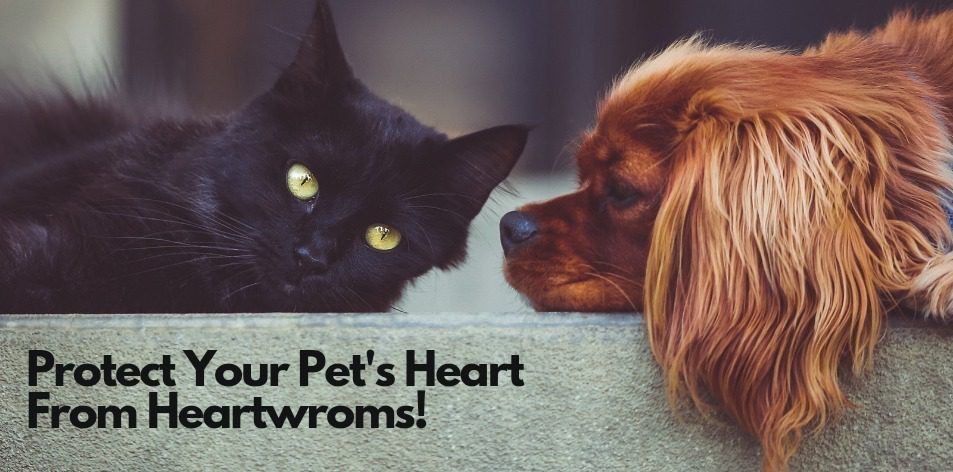 heartworms