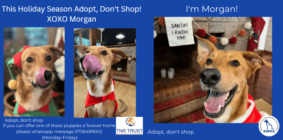 This Holiday Season Adopt, Don't Shop!