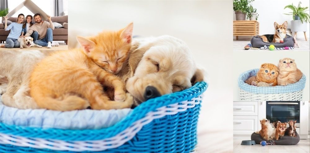 Pawsome Additions: How to Prepare Your Home for a New Furry Friend