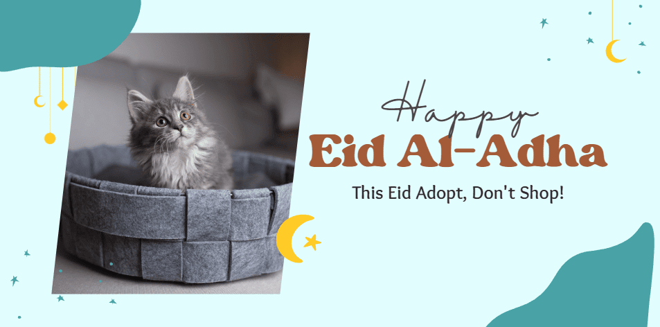 Celebrate Eid al-Adha By Giving A Home To A Feline Friend - H&S Pets Galore