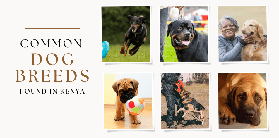 Common Dog Breeds Found In Kenya: From Guardians To Family Companions - H&S Pets Galore