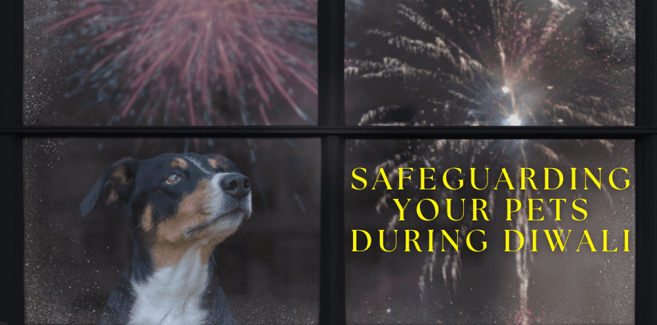 Safeguarding Your Pets During Diwali - H&S Pets Galore