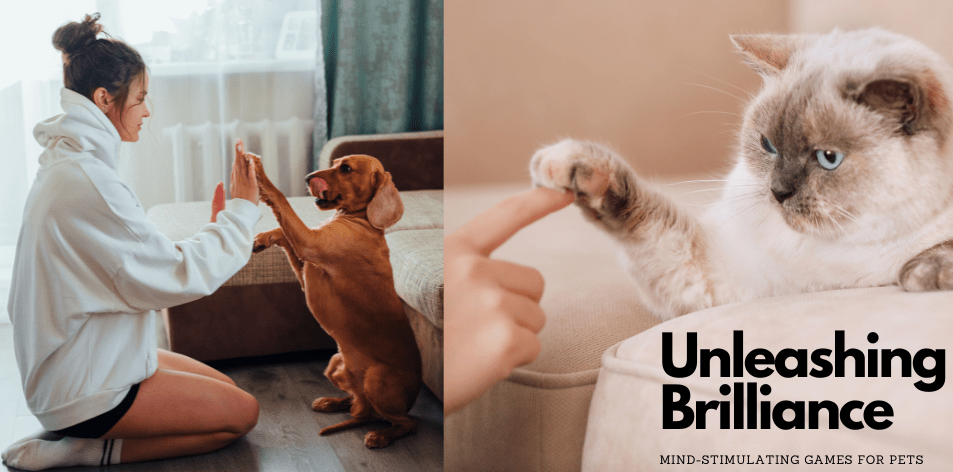 Unleashing Brilliance: Mind-Stimulating Games For Pets - H&S Pets Galore