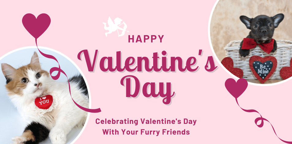 Pawsitively Lovely: Celebrating Valentine's Day With Your Furry Friends - H&S Pets Galore