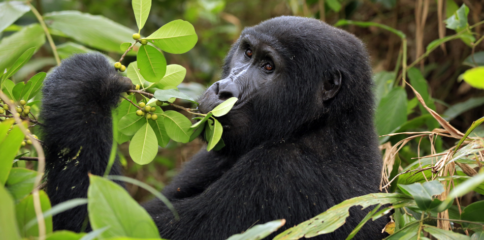 Uganda Gorilla Safari Bwindi
