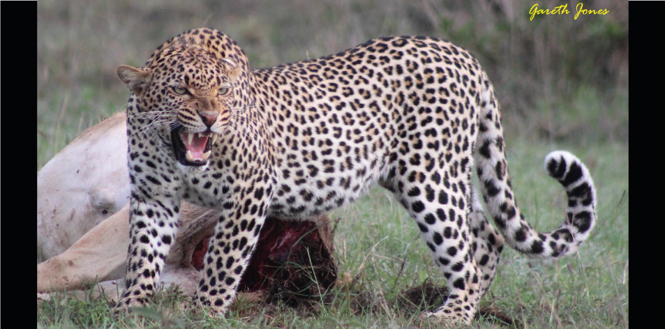The Lurking Leopards - Article by Gareth Jones